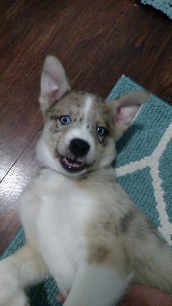 /images/uploads/griffin pond animal shelter/loveyourpet2018/entries/6572thumb.jpg